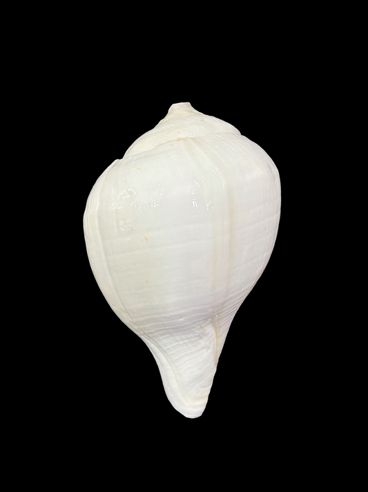 Divya Shankh — Sacred Conch for Thakur Ji Seva & Mandir Worship Small