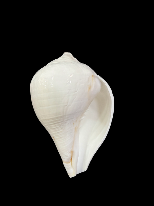 Divya Shankh — Sacred Conch for Thakur Ji Seva & Mandir Worship Small