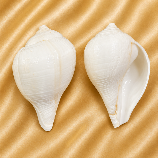 Divya Shankh — Sacred Conch for Thakur Ji Seva & Mandir Worship Small