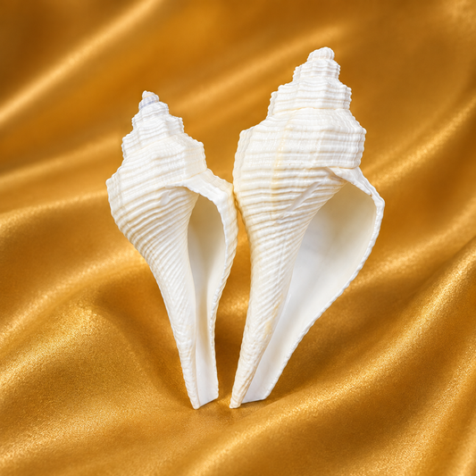 Divya Shankh Combo Set — Sacred Shankh Collection for Thakur Ji Seva